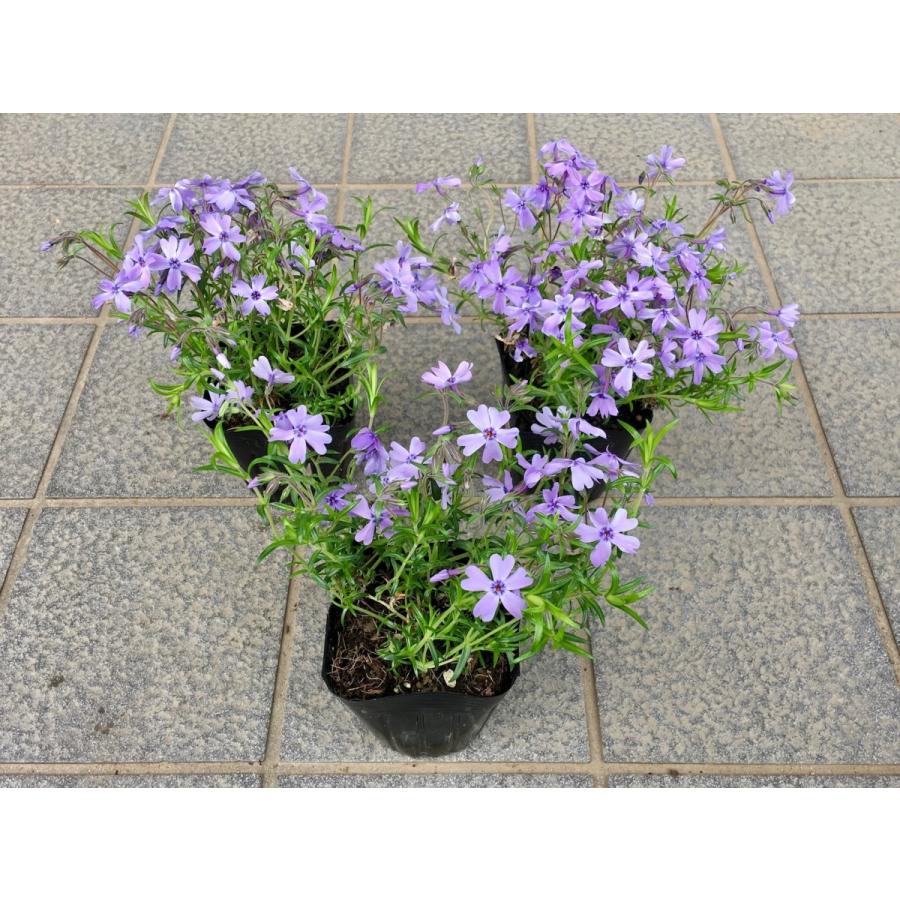 初めての芝桜　お試し15株セット！！　選べる3種類　×　5ポット　お得な1480円　※送料別　レビューを書いて芝桜に良い特典肥料あり！ |  | 06