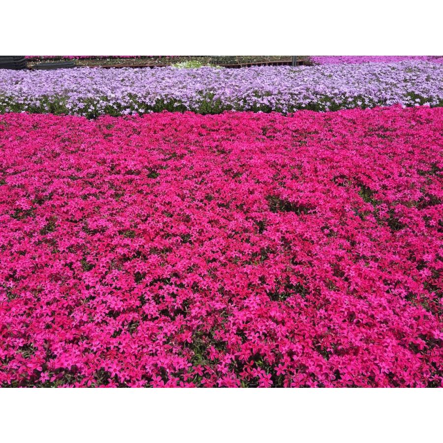 芝桜 シバザクラ 10株 スカーレットフレーム 赤い花 ９センチ３号ポット レビューを書いて 芝桜に良い特典あり 自家生産なので高品質 最安値 Sf10 Aqua Green 通販 Yahoo ショッピング