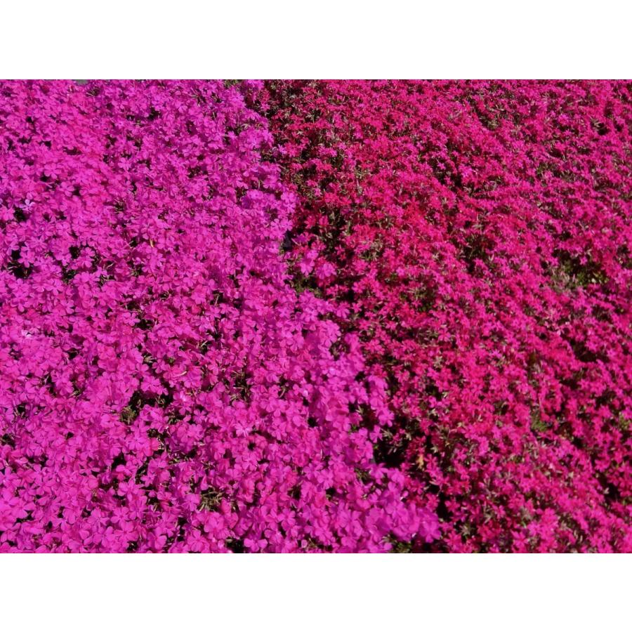 芝桜 シバザクラ スカーレットフレーム 赤花 40株のセット ９センチ３号ポット レビューを書いて 芝桜に良い特典あり Sf40 Aqua Green 通販 Yahoo ショッピング