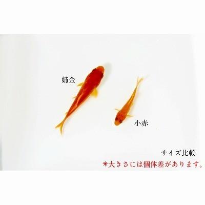 金魚 小赤 100匹 メーカー直売 エサ用金魚 大和郡山産 送料無料 餌金 エサ金