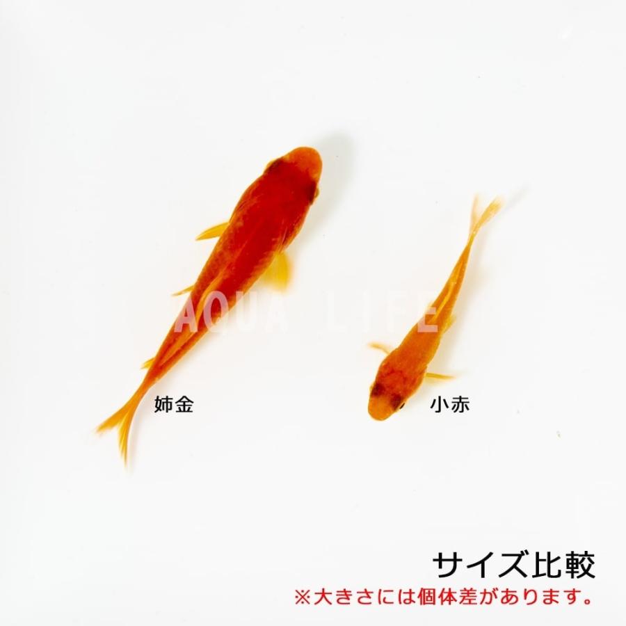 金魚 姉金 30匹 きんぎょ 送料無料 アクア ライフ ヤフー店 通販 Yahoo ショッピング