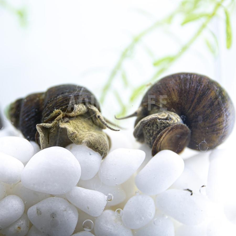 ヒメタニシ 10匹 保障1匹 合計11匹 ポスト投函発送のためノークレームノーリターン 送料無料