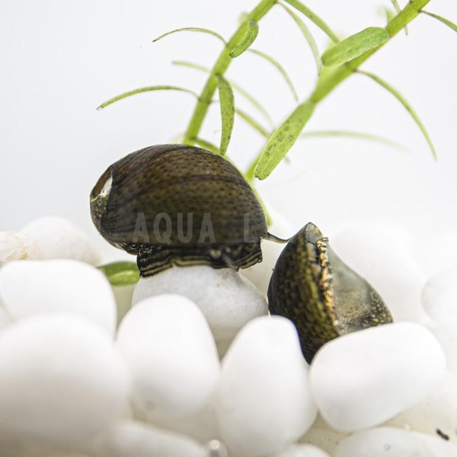 石巻貝 イシマキガイ 5匹 保障1匹 合計6匹 ポスト投函発送のためノークレームノーリターン 送料無料 アクア ライフ ヤフー店 通販 Yahoo ショッピング