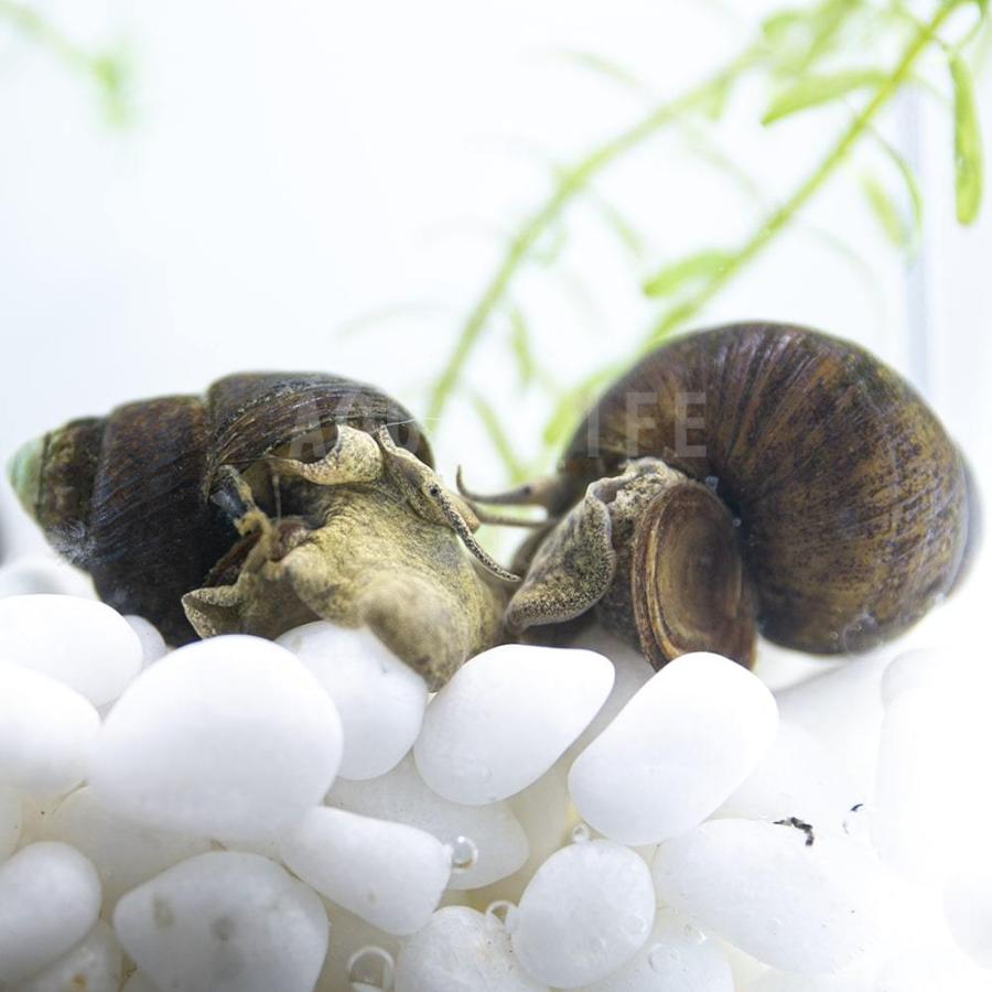 ミナミヌマエビ 10匹 ヒメタニシ ５匹 コケ対策 送料無料 アクア ライフ ヤフー店 通販 Yahoo ショッピング