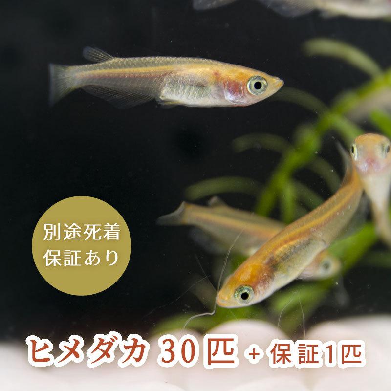 メダカ 30匹 めだか ヒメダカ 送料無料 :10001813:アクアノースビーチ - 通販 - Yahoo!ショッピング メダカ 30匹 めだか ヒメダカ 送料無料 :10001813:アクアノースビーチ - 通販 - Yahoo!ショッピング