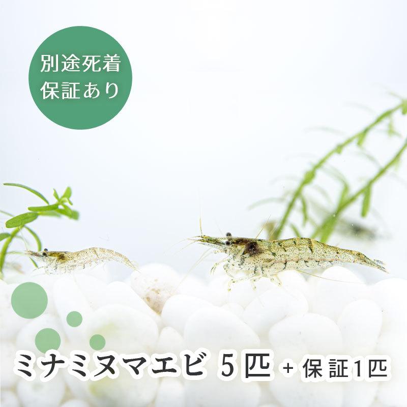 期間限定特価 ミナミヌマエビ 5匹 保障1匹 合計6匹 送料無料 雌雄サイズ指定不可