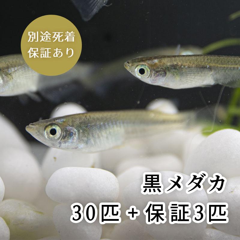 黒メダカ 黒めだか 30匹 保障3匹 合計33匹 クロメダカ 送料無料 アクアノースビーチ 通販 Yahoo ショッピング