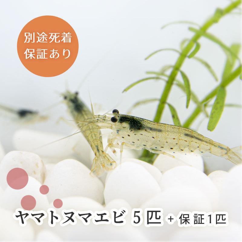 期間限定特価 ヤマトヌマエビ 5匹 保障1匹 雌雄サイズ指定不可 合計6匹 Web限定 送料無料