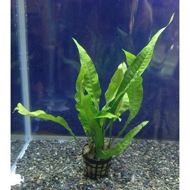 ミクロソリウム プテロプス ｍ ポット入り アクアペットサービス ヤフー店 通販 Yahoo ショッピング