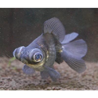 青蝶尾 サイズ 約６ ７ｃｍ 入荷日 ２０１８年７月１０日 アクアペットサービス ヤフー店 通販 Yahoo ショッピング