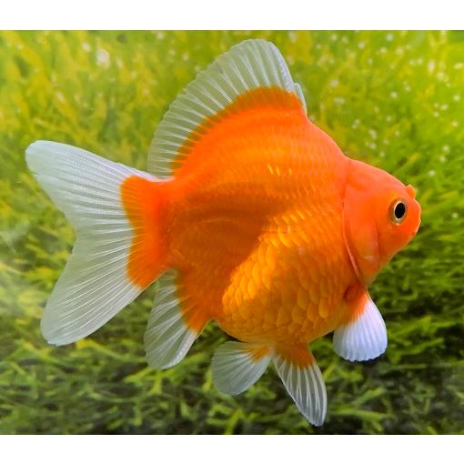 金魚】新潟産 玉サバ 短尾 透明鱗・普通鱗 M 1匹【生体】 : 4573140135766 : アクアペットサービス ヤフー店 - 通販 - Yahoo!ショッピング 金魚】新潟産 玉サバ 短尾 透明鱗・普通鱗 M 1匹【生体】 : 4573140135766 : アクアペットサービス ヤフー店 - 通販 - Yahoo!ショッピング