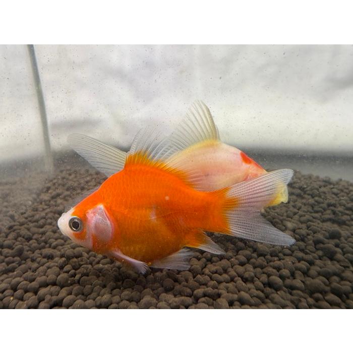 金魚】玉サバ 当才 色ミックス 1匹 荻野養魚場 : アクアペットサービス