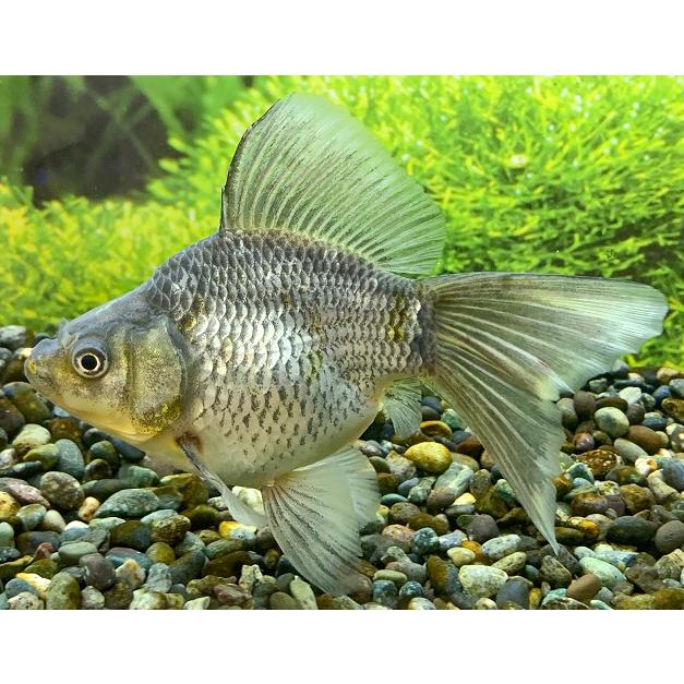 丈夫で元気な金魚 個体サイズ約 3ｃｍ ギガランキングｊｐ