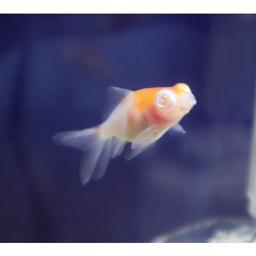 金魚 アルビノ桜出目金 S 生体 : アクアペットサービス ヤフー店