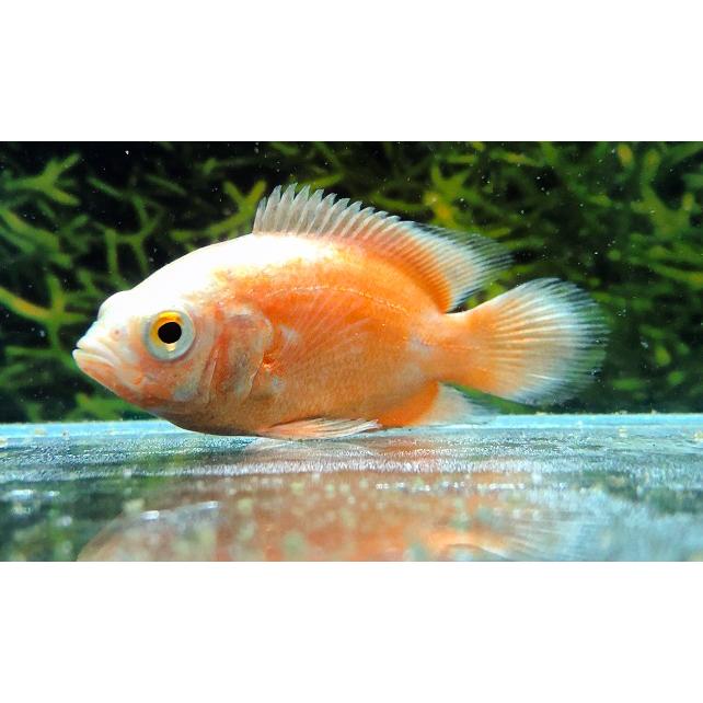 熱帯魚 アルビノレッドオスカー 生体 Ab Red Osuka アクアペットサービス ヤフー店 通販 Yahoo ショッピング