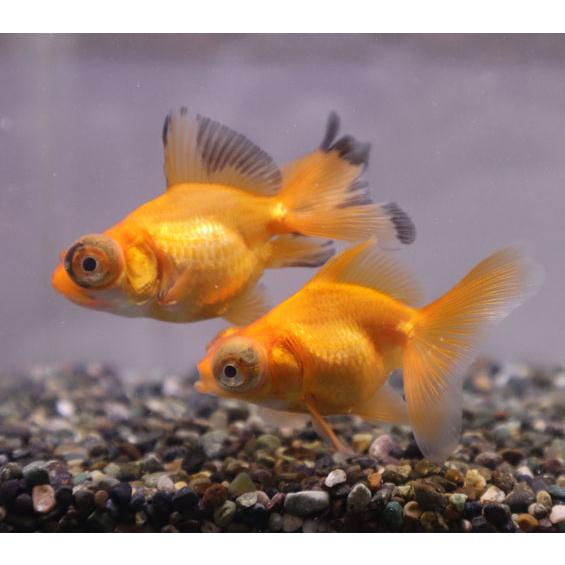 金魚 赤蝶尾 MS 個体サイズ約：5cm前後 [生体] : アクアペット