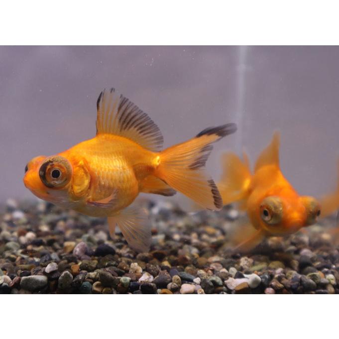 金魚ページ Amazon | テトラ (Tetra) スマート金魚飼育セット SP-17GF 水槽