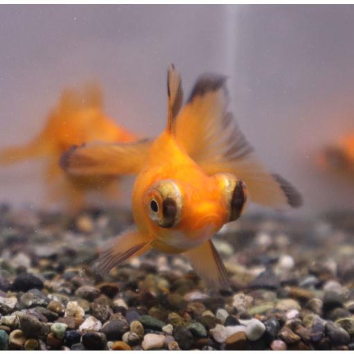 金魚ページ 金魚の飼育方法・イベント・金魚すくい情報を発信 - きんぎょりうむ