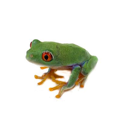 両生類 カエル アカメアマガエル Cb S 1匹 Akame Ama G アクアペットサービス ヤフー店 通販 Yahoo ショッピング