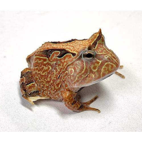 一点物 両生類 アマゾンツノガエル 1 Amazon Tuno Gaeru1 アクアペットサービス ヤフー店 通販 Yahoo ショッピング