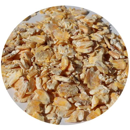 コーン粒さま専用ページ イエロー種トウモロコシ 種 『おひさまコーン88』 ACR556 タキイ種苗