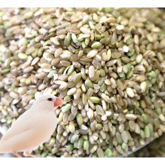 小鳥のえさ 岩手県産 青米（くず米）1kg : アクアペットサービス