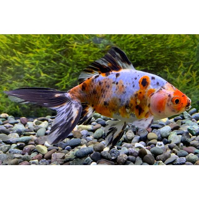 金魚 一点物 志村養魚場 オーロラ 三才 極上 2 生体 Aurora Simura 2 アクアペットサービス ヤフー店 通販 Yahoo ショッピング