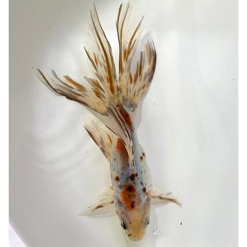 金魚 一点物 志村養魚場 オーロラ 三才 極上 2 生体 Aurora Simura 2 アクアペットサービス ヤフー店 通販 Yahoo ショッピング