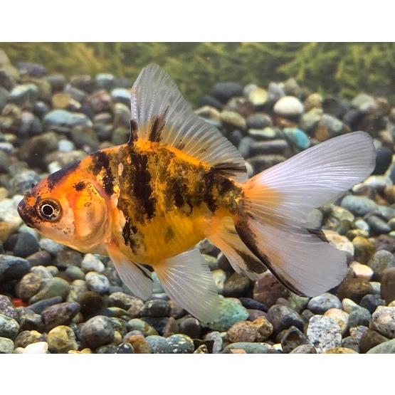金魚】中国産 タイガーオランダ ベールテール SM 1匹【生体】 : アクアペットサービス ヤフー店 - 通販 - Yahoo!ショッピング 金魚】中国産 タイガーオランダ ベールテール SM 1匹【生体】 : アクアペットサービス ヤフー店 - 通販 - Yahoo!ショッピング