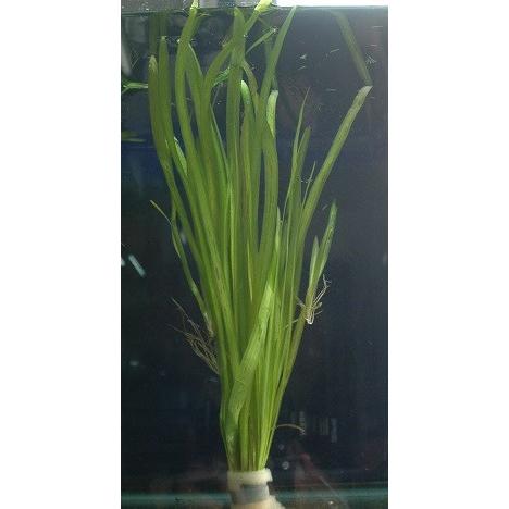 バリスネリア スピラリス Barisuneria アクアペットサービス ヤフー店 通販 Yahoo ショッピング