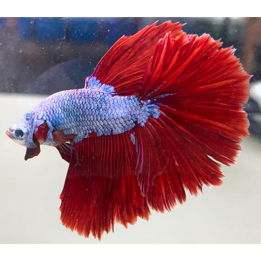 高級ベタ 一点物 ベタ ブラックサムライ Pk Beta Pk A アクアペットサービス ヤフー店 通販 Yahoo ショッピング