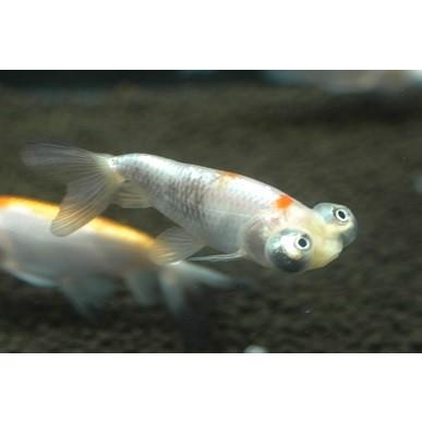 国産 頂天眼ミックス 19年2月26日入荷 Chouten Mix アクアペットサービス ヤフー店 通販 Yahoo ショッピング