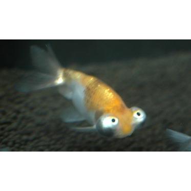 国産 頂天眼ミックス 19年2月26日入荷 Chouten Mix アクアペットサービス ヤフー店 通販 Yahoo ショッピング