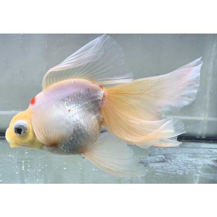 【一点物】薩摩産　銀鱗更紗出目金　フェニックステール　LL [生体] 【一点物】薩摩産　銀鱗更紗出目金　フェニックステール　LL [生体] MYK1677411154(15000円)