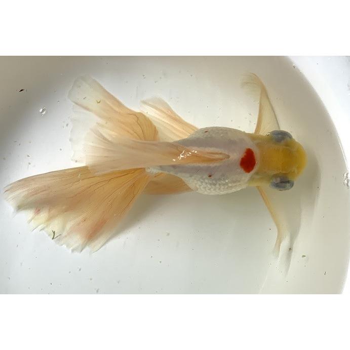 【一点物】薩摩産　銀鱗更紗出目金　フェニックステール　LL [生体] 【一点物】薩摩産　銀鱗更紗出目金　フェニックステール　LL [生体] MYK1677411154(15000円)