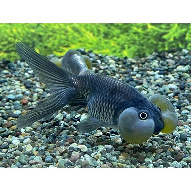 金魚 中国産 銀水泡眼 Ms 1匹 生体 Gin Suihougan Ms アクアペットサービス ヤフー店 通販 Yahoo ショッピング