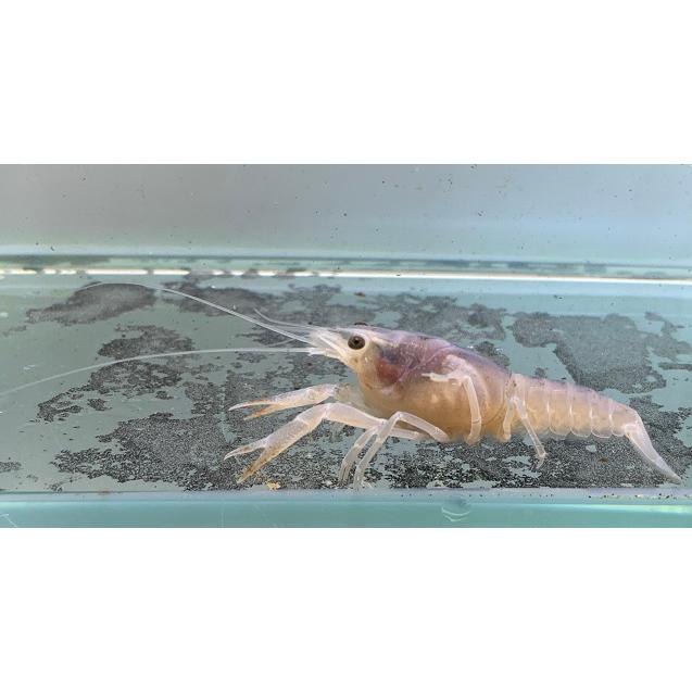 お取り寄せ 観賞魚生体 個体サイズ約 5ｃｍ 倍倍ストアp5倍 アメリカザリガニ ゴースト S 生体 Bomnuocwilo Vn
