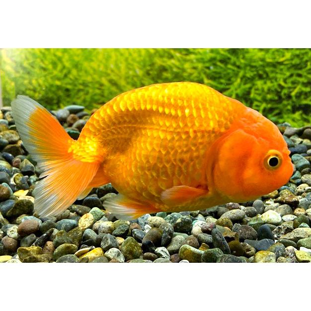 金魚 深見養魚場 らんちゅう L 3匹 生体 Hukami Rantyu M3 アクアペットサービス ヤフー店 通販 Yahoo ショッピング