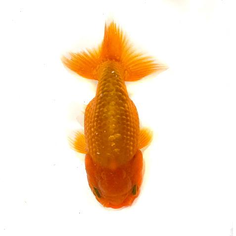 金魚 深見養魚場 らんちゅう L 3匹 生体 Hukami Rantyu M3 アクアペットサービス ヤフー店 通販 Yahoo ショッピング