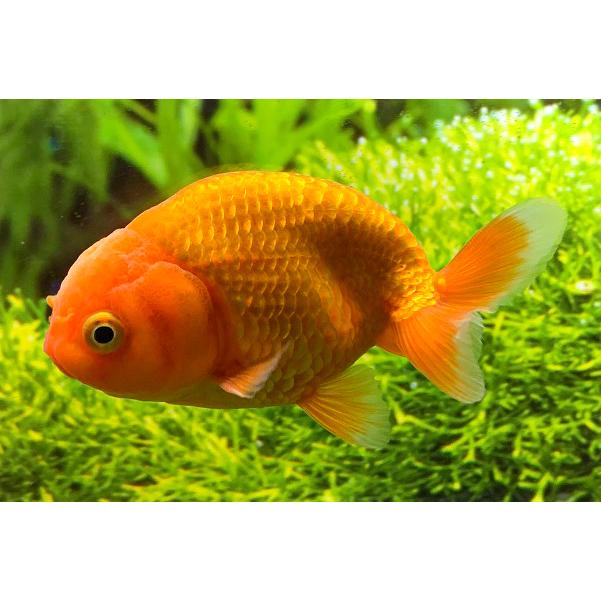 深見養魚場 らんちゅう M Hukami Rantyu M アクアペットサービス ヤフー店 通販 Yahoo ショッピング