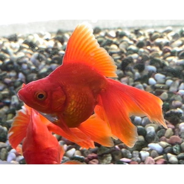 金魚 飯田養魚場 赤琉金 三才 1匹 生体 Iida Aka Ryukin 2 アクアペットサービス ヤフー店 通販 Yahoo ショッピング