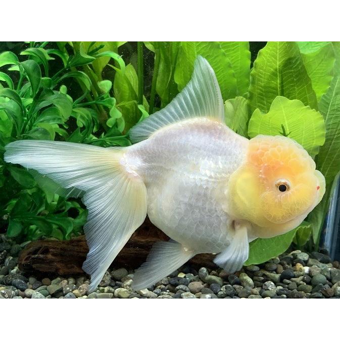 伊勢オランダ 白 三才 個体サイズ約：12cm [生体] : アクアペット 