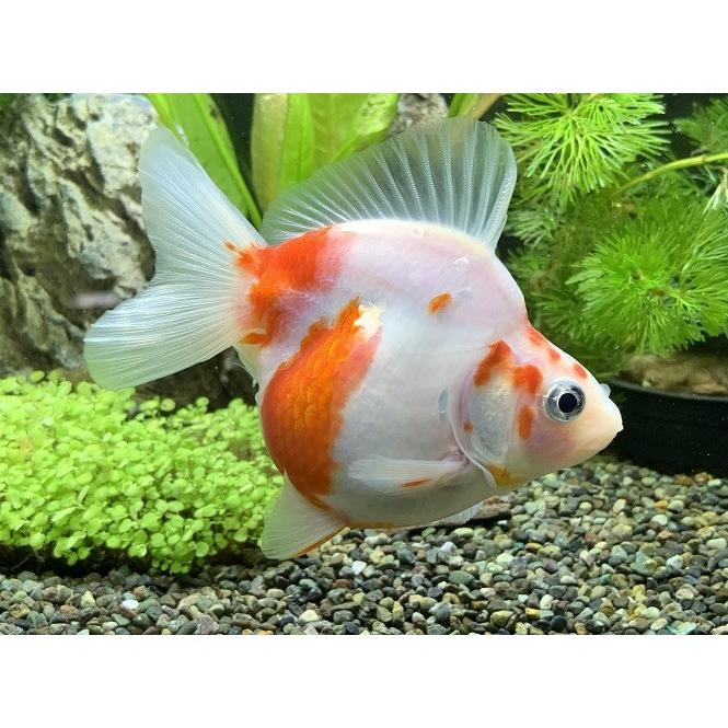 国産 桜だるま琉金 M 個体サイズ約：5・6cm [生体] : アクアペット