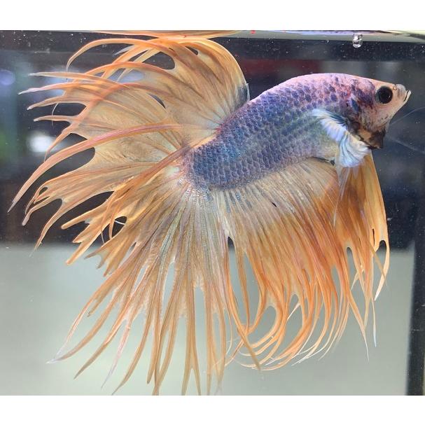 熱帯魚 一点物 ベタ クラウンテール A 生体 Kuraun Burakku アクアペットサービス ヤフー店 通販 Yahoo ショッピング