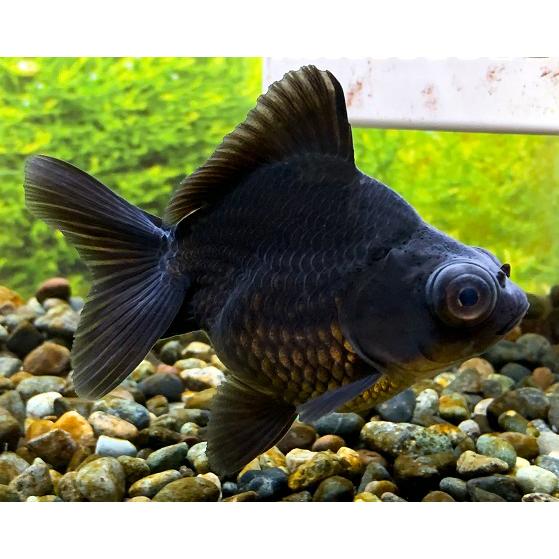 金魚】中国産 黒出目金 ショートテール M 1匹【生体】 : アクア 金魚】中国産 黒出目金 ショートテール M 1匹【生体】 : アクア