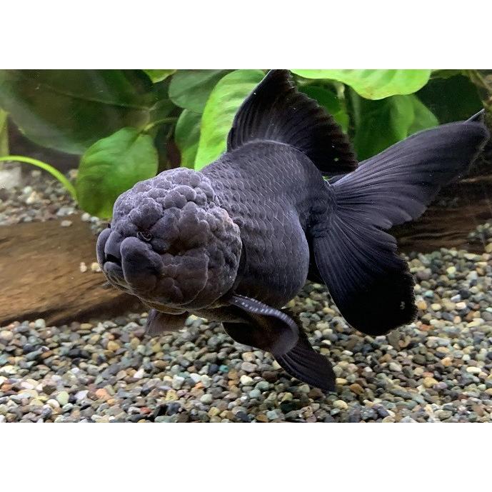 送料無料カード決済可能 金魚 国産 黒オランダ 薩摩産 1匹 生体 Shipsctc Org