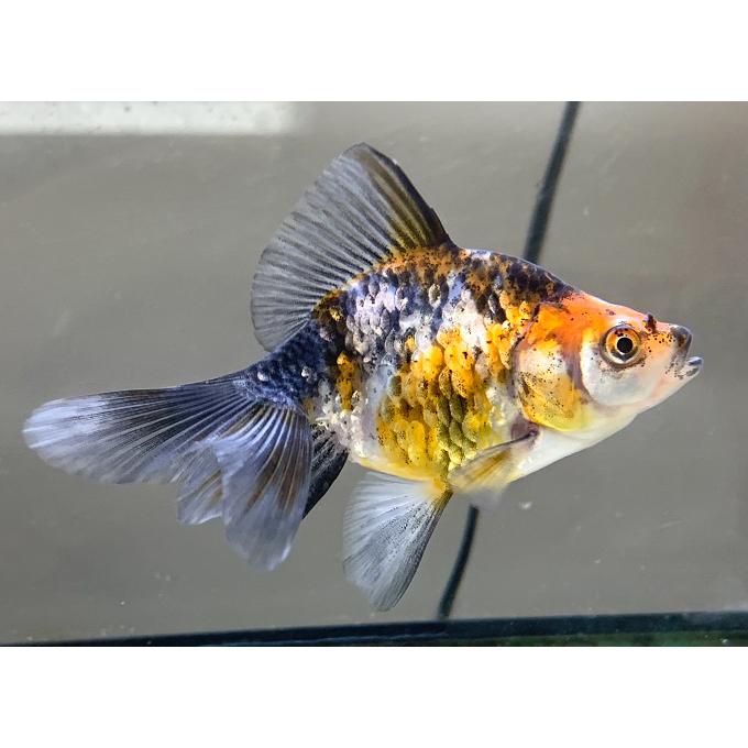 金魚】吉野養魚場 メタリックブロードテール和金 M 1匹(生体 金魚】吉野養魚場 メタリックブロードテール和金 M 1匹(生体