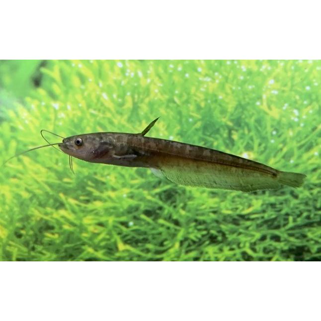 川魚 ナマズ Sm 1匹 生体 Namazu Ms アクアペットサービス ヤフー店 通販 Yahoo ショッピング