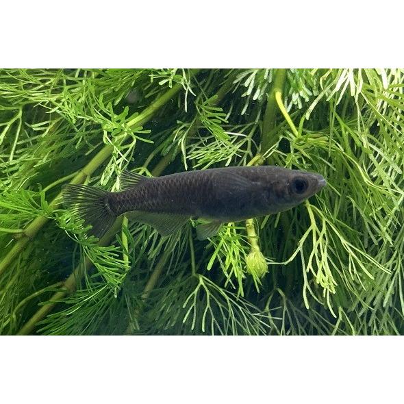 驚きの値段での商品をすべて メダカ】オロチメダカ 極上 1匹 個体サイズ約：3cm [生体 その他