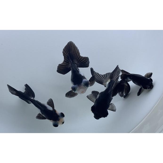 パンダ型ベイキングカップ 8穴 金属製 金魚 中国産 パンダ出目金 SM 1匹 生体 : アクアペットサービス